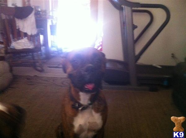 Boxer dog